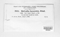 Helvella lacunosa image